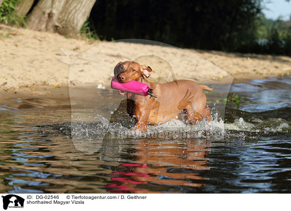 kurzhaariger Magyar Vizsla / shorthaired Magyar Vizsla / DG-02546