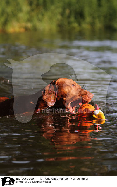 shorthaired Magyar Vizsla / DG-02551