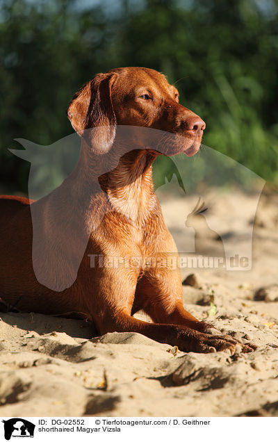 shorthaired Magyar Vizsla / DG-02552