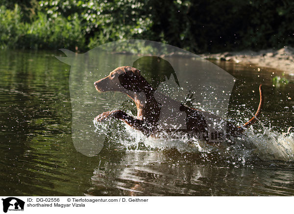 kurzhaariger Magyar Vizsla / shorthaired Magyar Vizsla / DG-02556