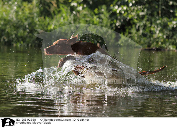 kurzhaariger Magyar Vizsla / shorthaired Magyar Vizsla / DG-02558