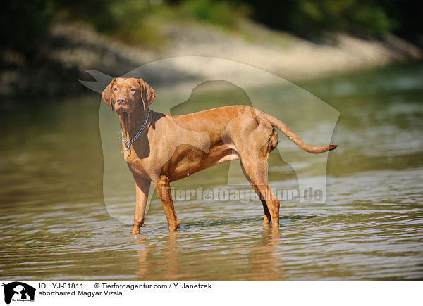 shorthaired Magyar Vizsla / YJ-01811