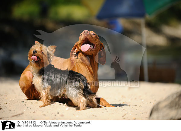 shorthaired Magyar Vizsla and Yorkshire Terrier / YJ-01812