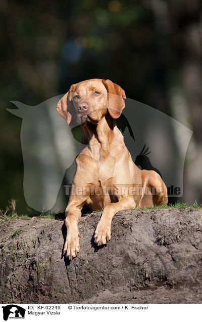 Magyar Vizsla / KF-02249