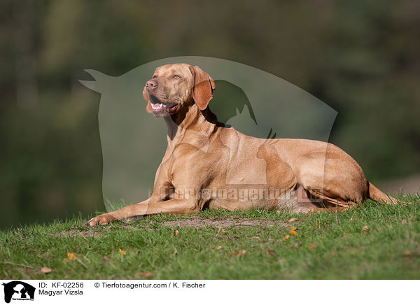 Magyar Vizsla / KF-02256