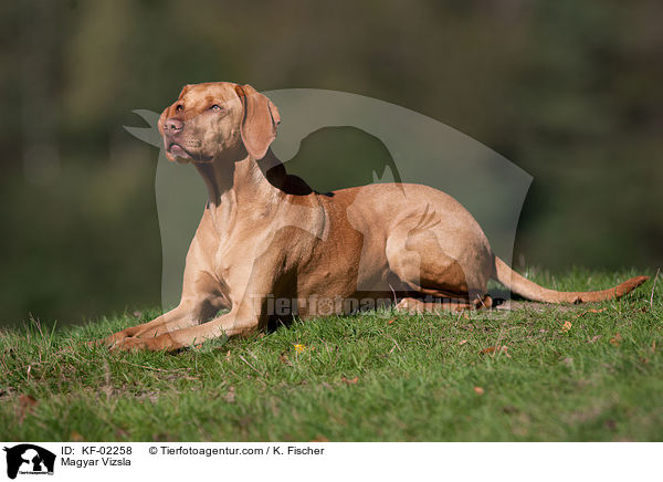 Magyar Vizsla / KF-02258