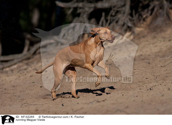 running Magyar Vizsla / KF-02265