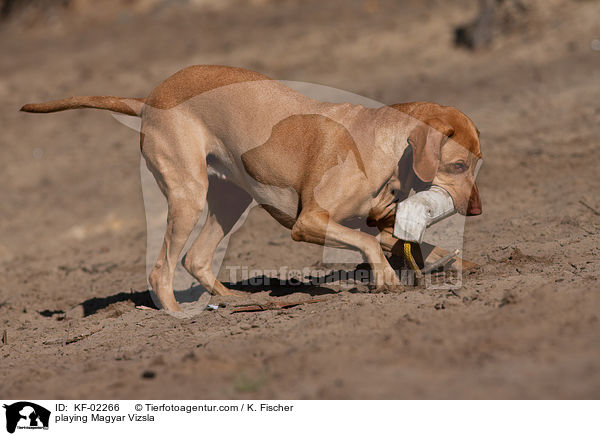 playing Magyar Vizsla / KF-02266