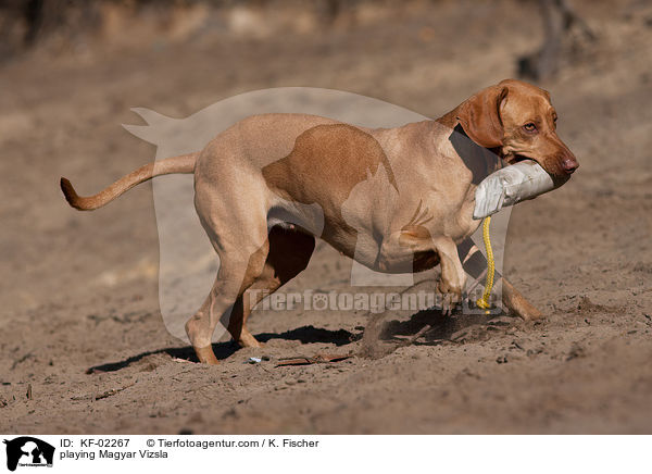 playing Magyar Vizsla / KF-02267