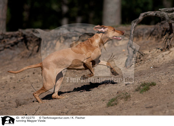 running Magyar Vizsla / KF-02270