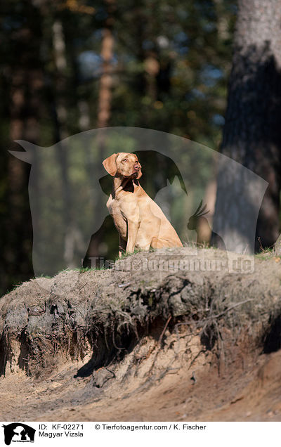 Magyar Vizsla / Magyar Vizsla / KF-02271