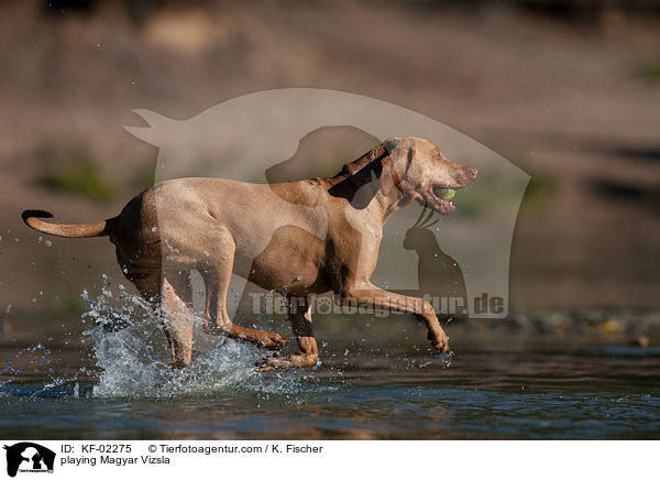 playing Magyar Vizsla / KF-02275