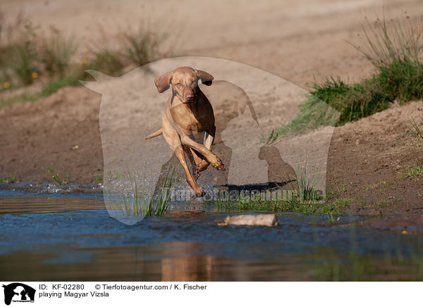 playing Magyar Vizsla / KF-02280