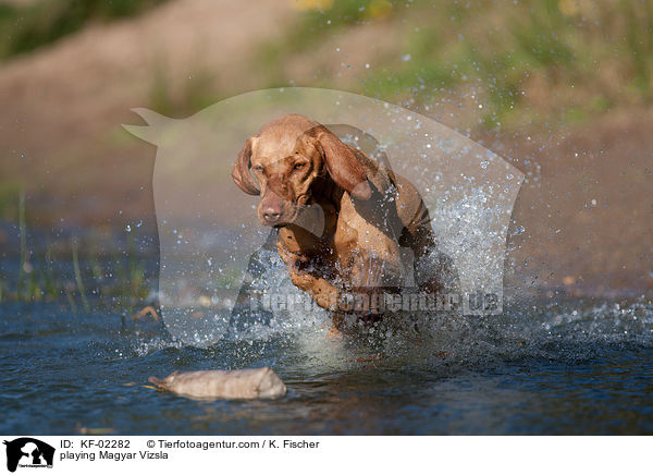 playing Magyar Vizsla / KF-02282