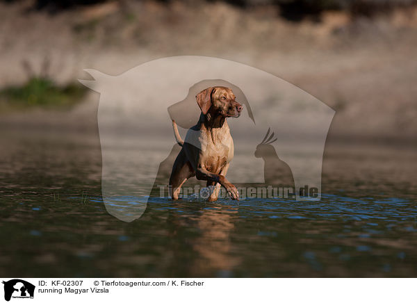 rennender Magyar Vizsla / running Magyar Vizsla / KF-02307