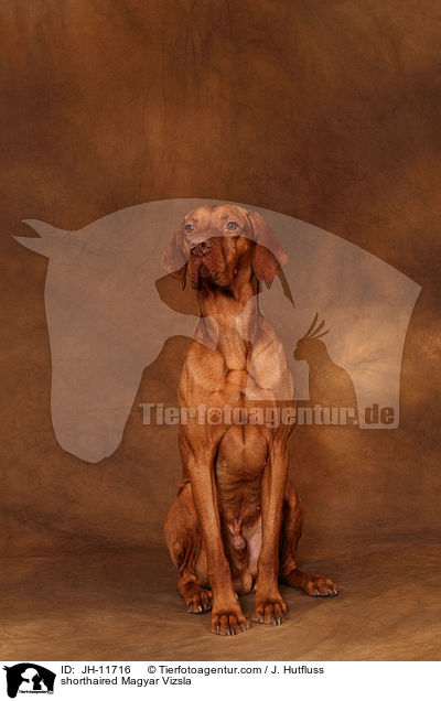 shorthaired Magyar Vizsla / JH-11716