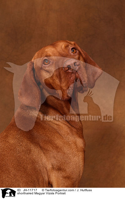 shorthaired Magyar Vizsla Portrait / JH-11717