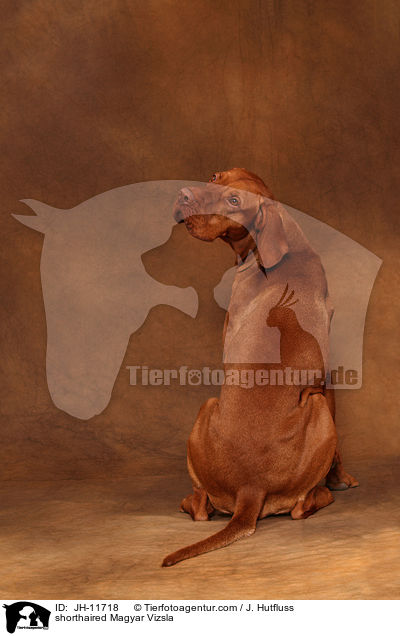 shorthaired Magyar Vizsla / JH-11718