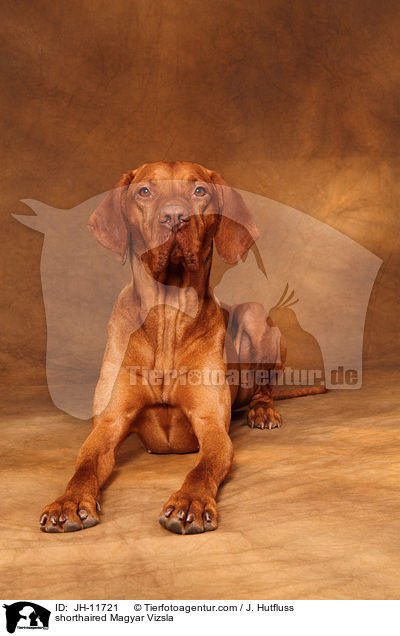 shorthaired Magyar Vizsla / JH-11721