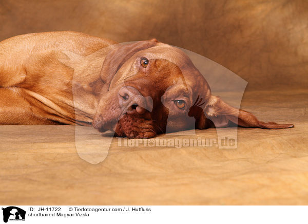 shorthaired Magyar Vizsla / JH-11722