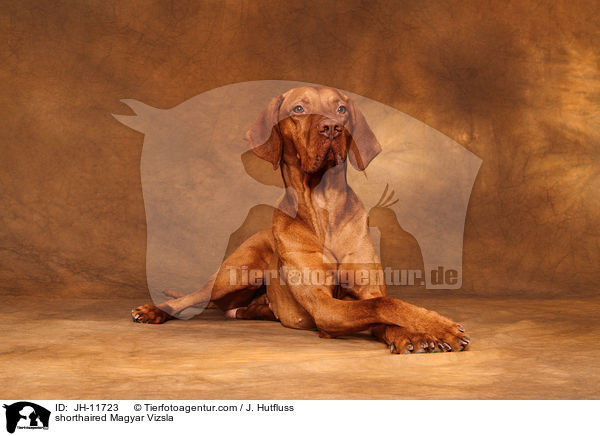 Kurzhaarvizsla / shorthaired Magyar Vizsla / JH-11723