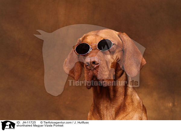 shorthaired Magyar Vizsla Portrait / JH-11725