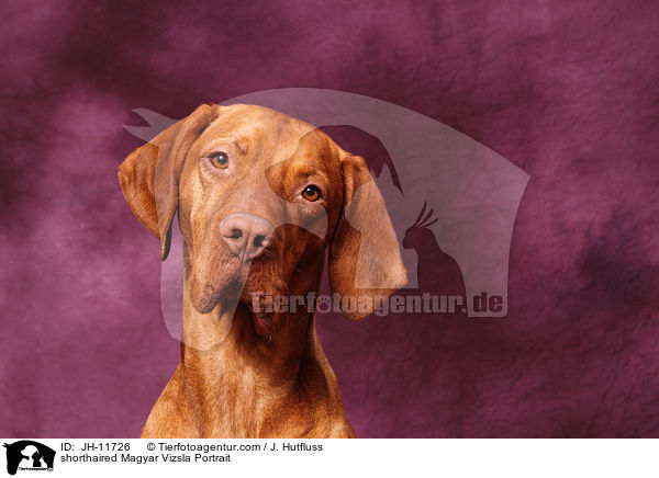 shorthaired Magyar Vizsla Portrait / JH-11726