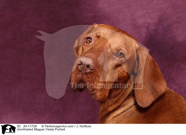 shorthaired Magyar Vizsla Portrait / JH-11728