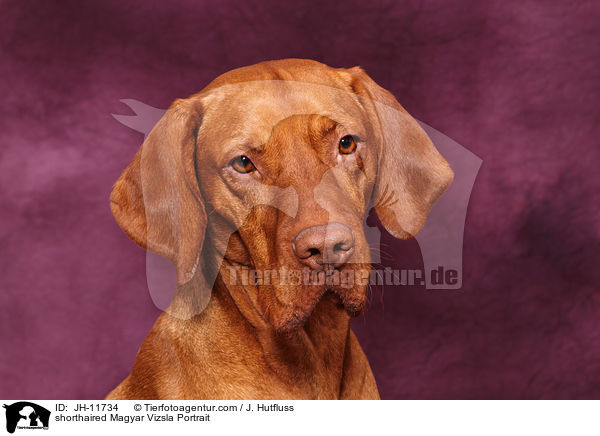 shorthaired Magyar Vizsla Portrait / JH-11734