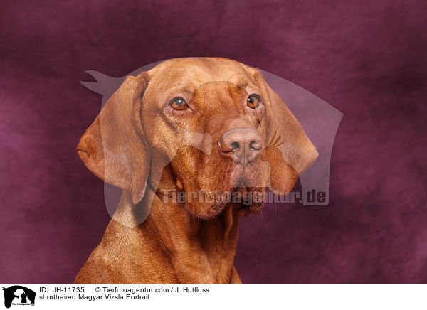 Kurzhaarvizsla Portrait / shorthaired Magyar Vizsla Portrait / JH-11735