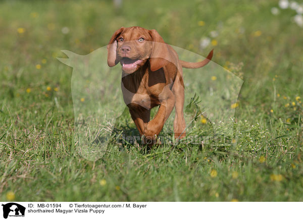 shorthaired Magyar Vizsla Puppy / MB-01594