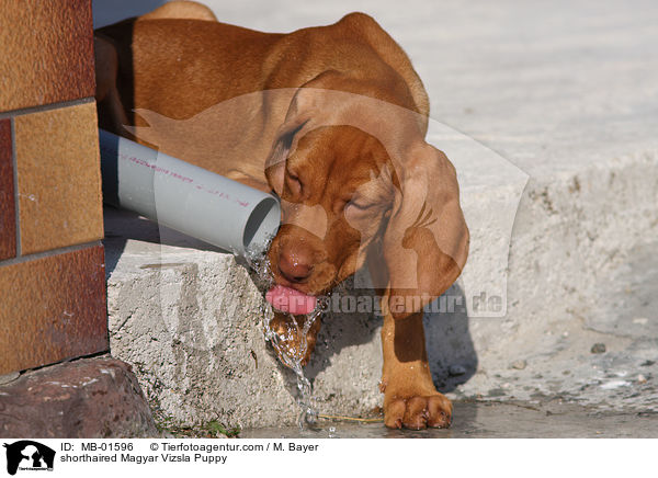 Kurzhaarvizsla Welpe / shorthaired Magyar Vizsla Puppy / MB-01596