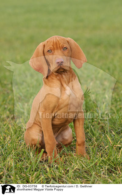 shorthaired Magyar Vizsla Puppy / DG-03758