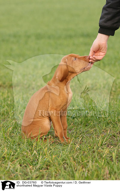 shorthaired Magyar Vizsla Puppy / DG-03760