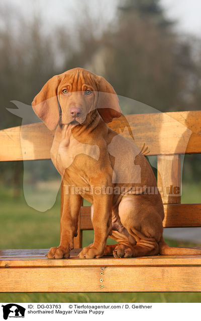 shorthaired Magyar Vizsla Puppy / DG-03763