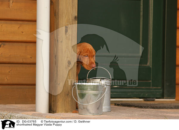 shorthaired Magyar Vizsla Puppy / DG-03765