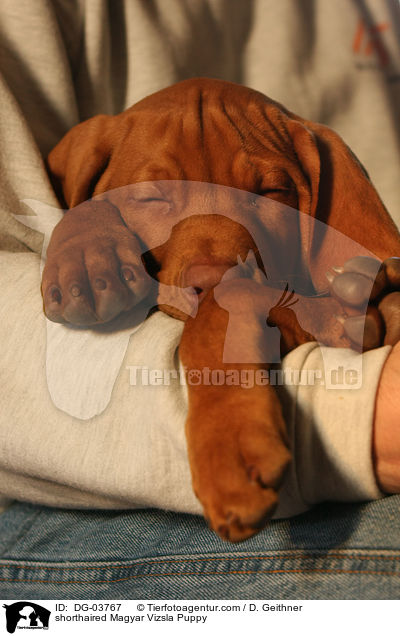 shorthaired Magyar Vizsla Puppy / DG-03767