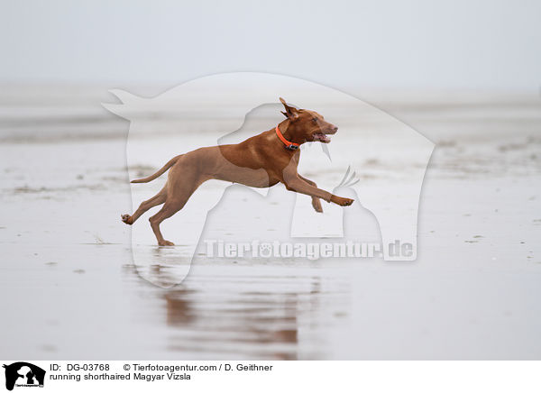 running shorthaired Magyar Vizsla / DG-03768