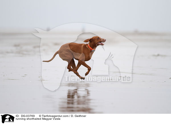 running shorthaired Magyar Vizsla / DG-03769