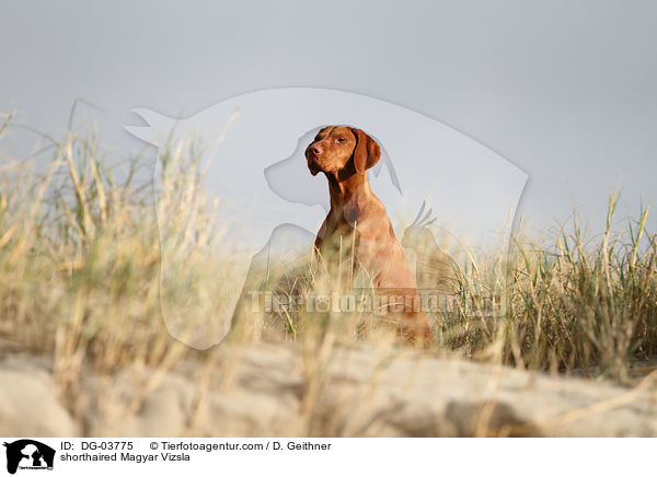 shorthaired Magyar Vizsla / DG-03775