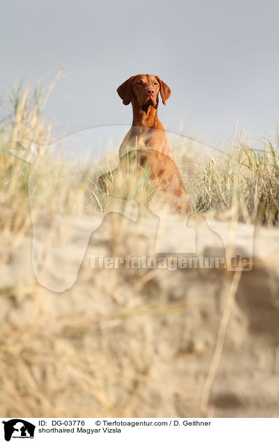 shorthaired Magyar Vizsla / DG-03776