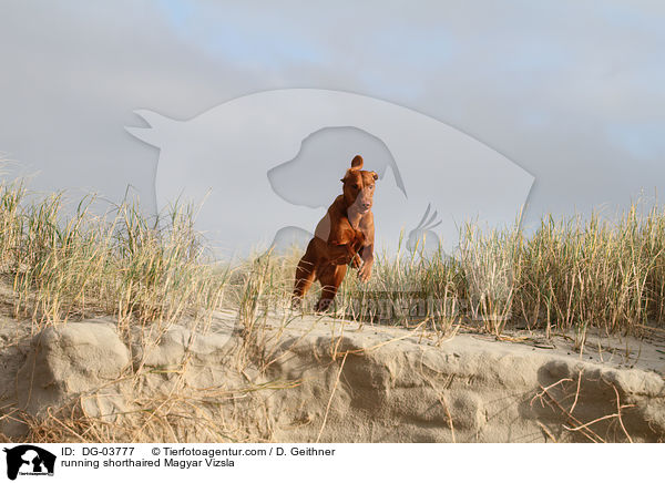 running shorthaired Magyar Vizsla / DG-03777