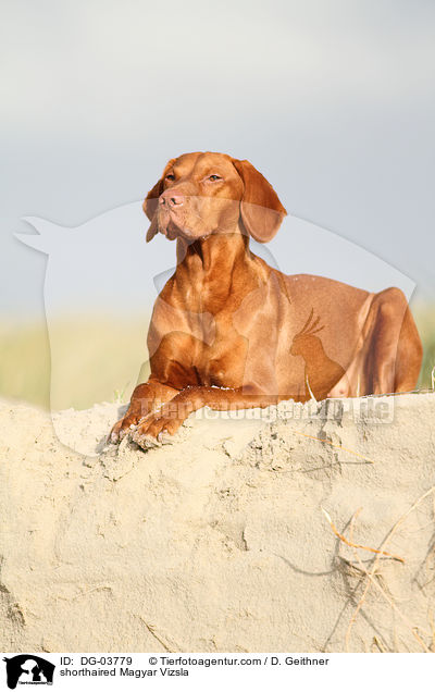 shorthaired Magyar Vizsla / DG-03779