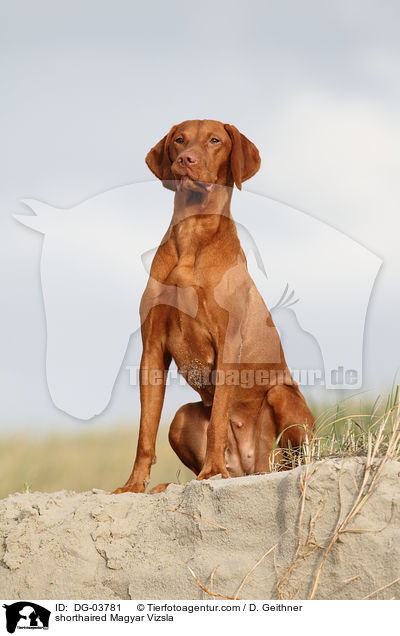 shorthaired Magyar Vizsla / DG-03781