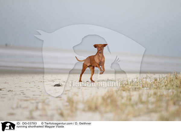 running shorthaired Magyar Vizsla / DG-03783