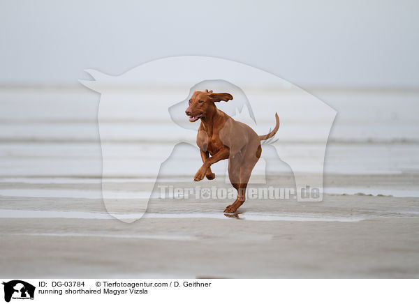 running shorthaired Magyar Vizsla / DG-03784