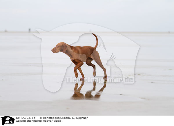 walking shorthaired Magyar Vizsla / DG-03786