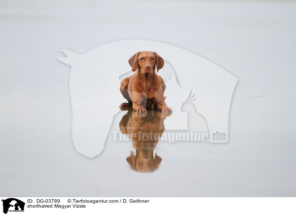 shorthaired Magyar Vizsla / DG-03789