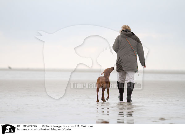 human and shorthaired Magyar Vizsla / DG-03792