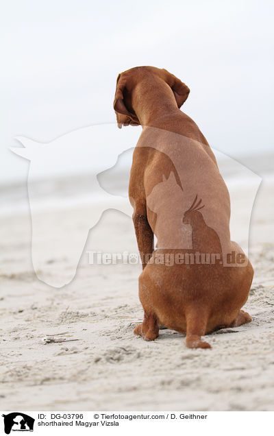 shorthaired Magyar Vizsla / DG-03796